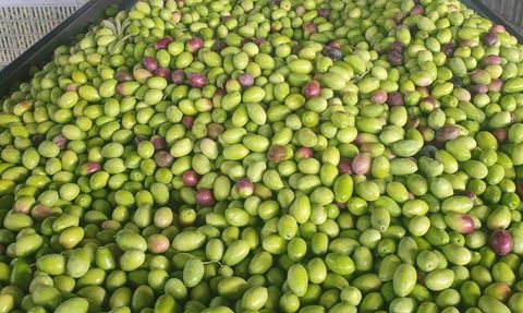 Buharkent'te zeytin rekolte ve kalite kontrolleri sürüyor