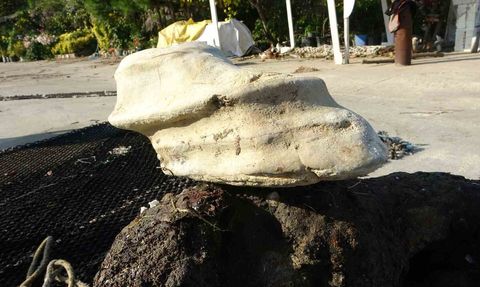 Bulancak’ta ağlara takılan at ayağı görünümlü taş şaşırttı