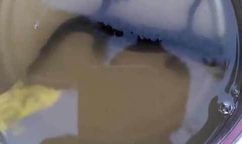 Buldan'da asırlık kuyudan semender sürprizi