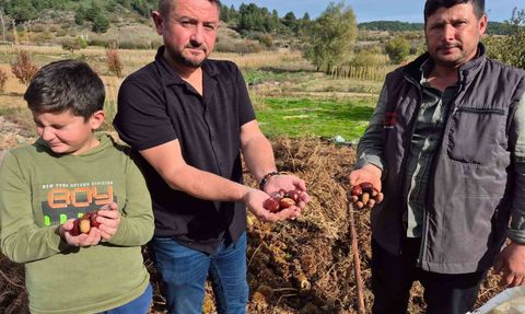 Buldan'da Kestane Hasatı Başladı
