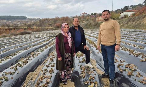 Buldan yaylalarında çilek dikimi ve tarlada yoğun mesai