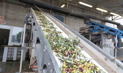 Burhaniye'de zeytinde rekolte düşük, zeytinyağında kalite yüksek