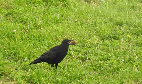 Çağlayan'da kargaların unuttuğu cevizler ağaç oluyor
