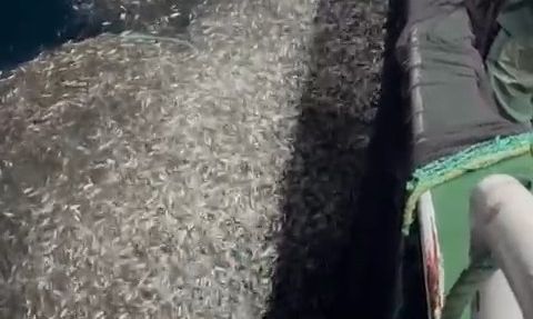 Çanakkale'de balıkçılardan örnek: Yavru kupesler denize geri bırakıldı