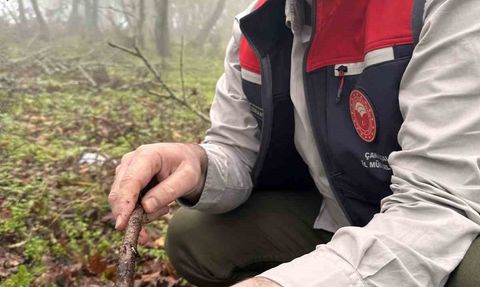 Çanakkale’de süneyle mücadele: Tarım Müdürlüğü saha sürveylerini yoğunlaştırdı