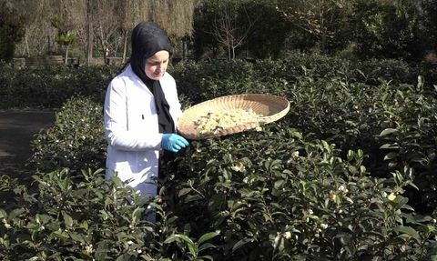 Çay çiçeği çayı: Kilogramı 6 bin TL’ye çıkan yeni gelir kapısı