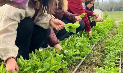 Çaycuma Tarım Lisesi'nde tere ve roka hasadı