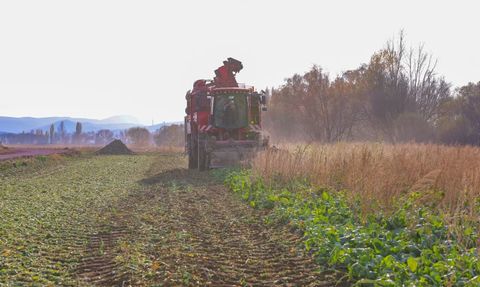 Çiftetaş'ta 2025 şeker pancarı hasadı başladı — Bayburt