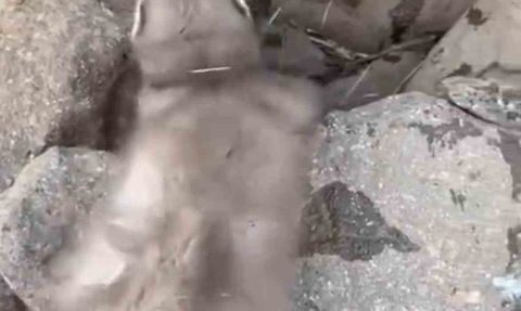 Çınar'da bitkin düşen gelincik vatandaşlarca görüntülendi