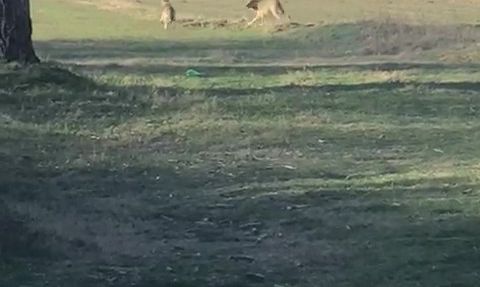 Çivril'de artan kurt popülasyonu köy merkezlerine indi