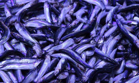 Çorum'da Hamsi Fiyatları Düşünce Kuyruklar Oluştu