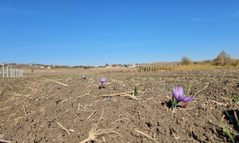 Çorum'da Kadın Çiftçilerin Safran Hasat Şenliği