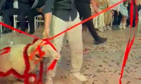 Damadın Hediyesi Görenleri Şaşırttı: Düğünde Kuzu Sürprizi