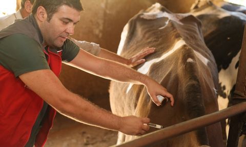 Denizli'de 251 Bin Hayvan, Şap Hastalığına Karşı Aşılandı