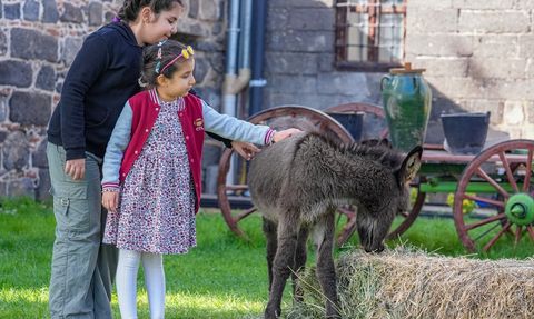 Diyarbakır'da 'Midas' Adlı Sıpa, Ziyaretçilerin Gözdesi Oldu