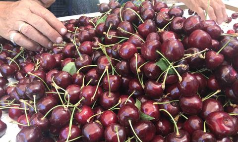 Dondurulmuş kirazda dünya lideriyiz: Türkiye'nin organik ihracat gücü