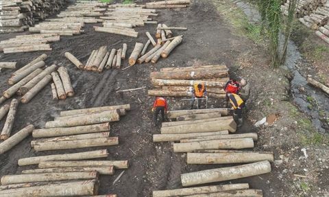 Düzce’de 10 ayda 13 bin 639,95 ton orman ürünü ihracatı
