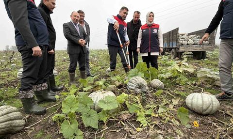 Düzce'de coğrafi işaretli kestane kabağı hasadı başladı