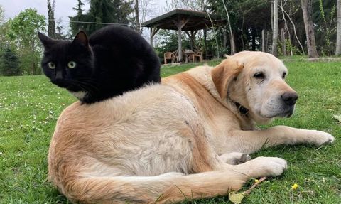 Düzce'de kedi ve köpek maması ihracatı bin 117 ton 495 kiloya ulaştı