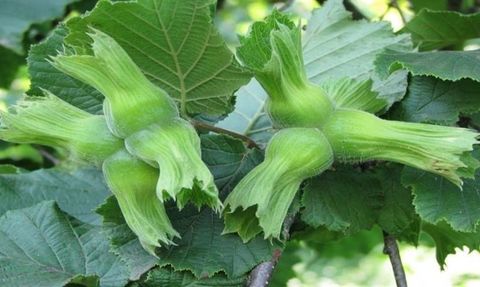 Düzce'den AB'ye 15 bin 760 ton iç fındık gönderildi