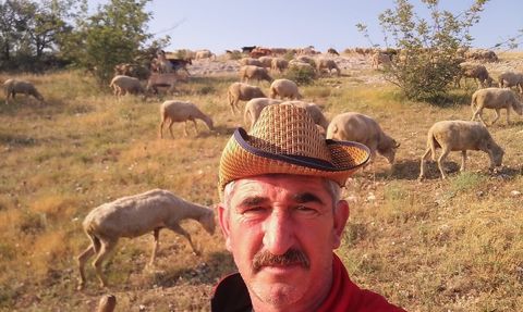 Edirne'de çoban krizi: Aylık 50 bin liraya rağmen personel bulunamıyor