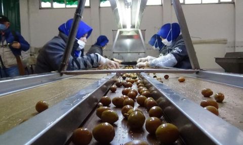 Edremit Zeytinyağı ve Yeşil Çizik Zeytini için 2025-2026 coğrafi işaret takvimi açıklandı