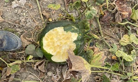 Elazığ Baskil'de Bahçeler Yaban Domuzlarının İstilasına Uğradı