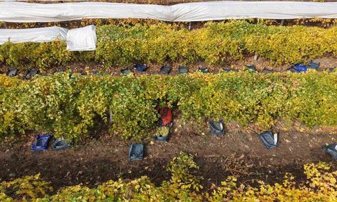 Elazığ'da dona bağlı üzüm rekoltesinde yüzde 80 düşüş