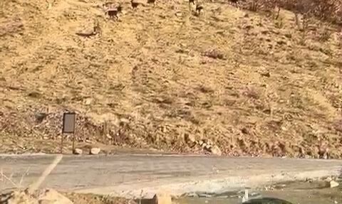 Elazığ’da koruma altındaki dağ keçileri Yoğunağaç’ta görüntülendi
