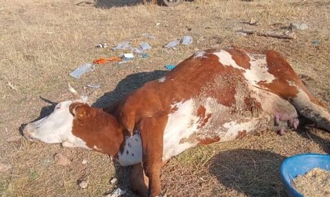 Elazığ'da şap hastalığı üreticileri vuruyor