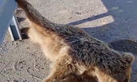 Erciş-Muradiye kara yolunda araç çarpan ayı telef oldu