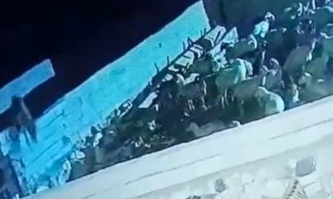 Ereğli'de Kurt Ağıla Girdi: Koyun Telef Oldu