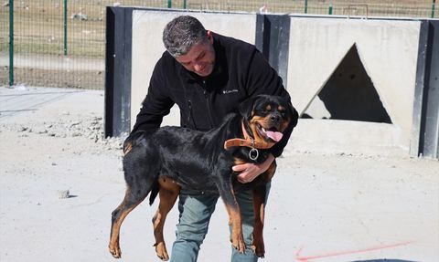 Erzincan'da Arama Kurtarma İçin Sahipli Köpeklere Eğitim Veriliyor