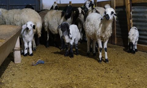 Erzincan'da sezonun ilk kuzuları dünyaya geldi