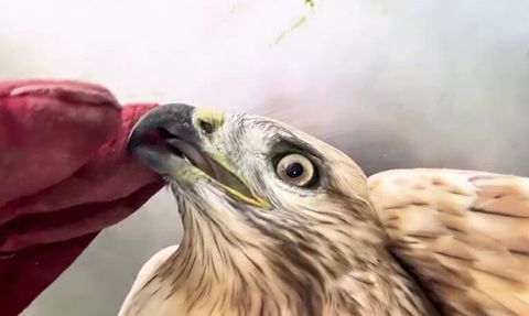 Erzurum'da bakım sonrası kızıl şahin doğaya geri bırakıldı