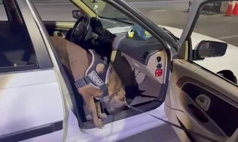 Erzurum'da narkotik köpeği Magnum araçta 8 kilo 550 gram metamfetamin buldu