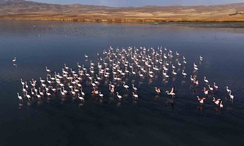 Flamingolar Erçek Gölü'nde Konaklama Süresini Uzattı