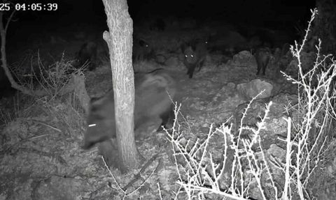 Fotokapanla yaban hayatı: Domuzun çamur banyosu ve kurtun av anı Beyşehir'de