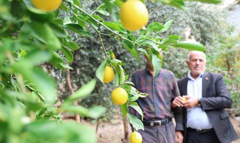 Geçit Köyünde Akdeniz ve Karadeniz meyveleri bir arada