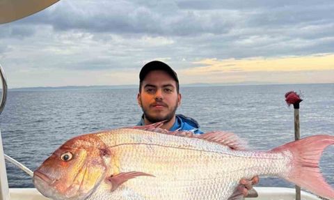 Gelibolu'da 12 kilogramlık mercan balığı yakalandı