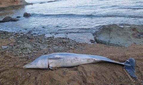Gelibolu Güneyli sahilinde ölü yunus balığı bulundu