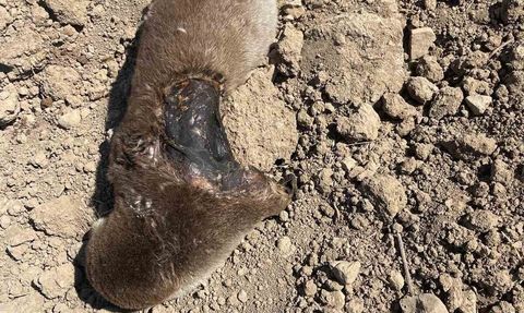 Gercüş’te koruma altındaki su samuru tarlada telef bulundu