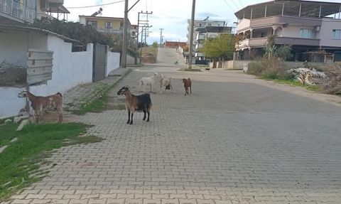 Germencik’te başıboş keçiler ortak operasyonla toplandı
