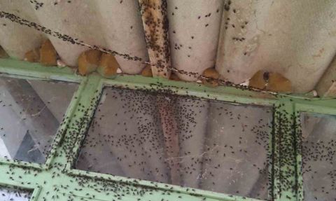 Gönen'de Kara Sinek İstilası Vatandaşları Zorluyor