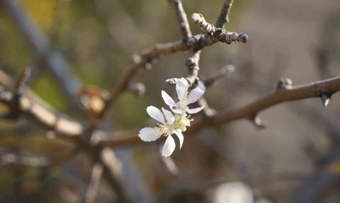 Gümüşhane'de Kasımda elma ağacı erken çiçeklendi