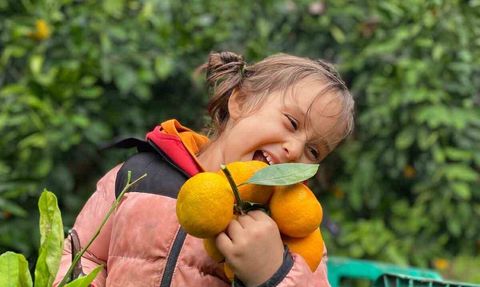 Havran Mandalinası'nda hasat sürüyor