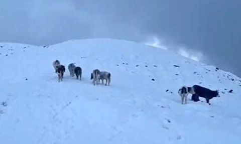 Hizan’da ani kar yağışı meradaki büyükbaşları zor durumda bıraktı
