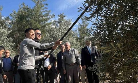 Hyllarima Antik Kentinde Zeytin Hasadı Etkinliği
