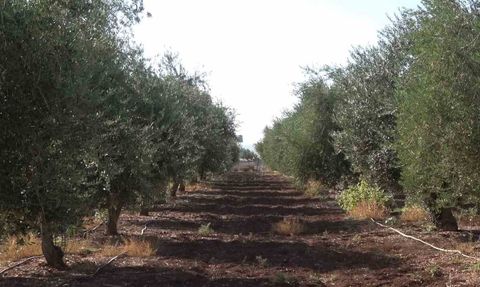 İdil'de don zeytini vurdu: 150 dönümlük bahçeden verim alınamadı