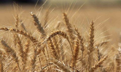 IGC: Küresel Tahıl Üretimi Tüm Zamanların Zirvesine Ulaşıyor
